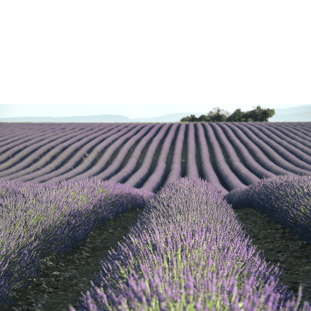 Organic Lavender Flower Buds food Grade From Provence