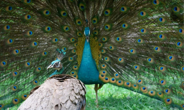 Catching & Transporting Peafowl