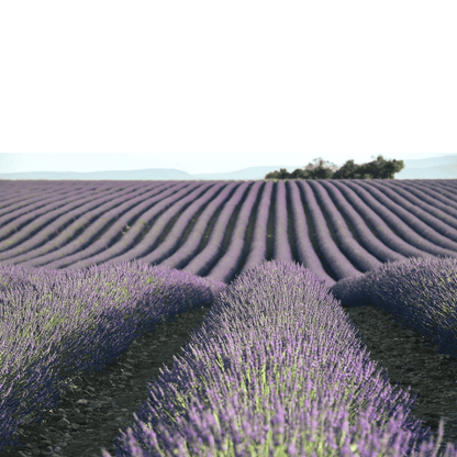 Organic Lavender Flower Buds food Grade From Provence